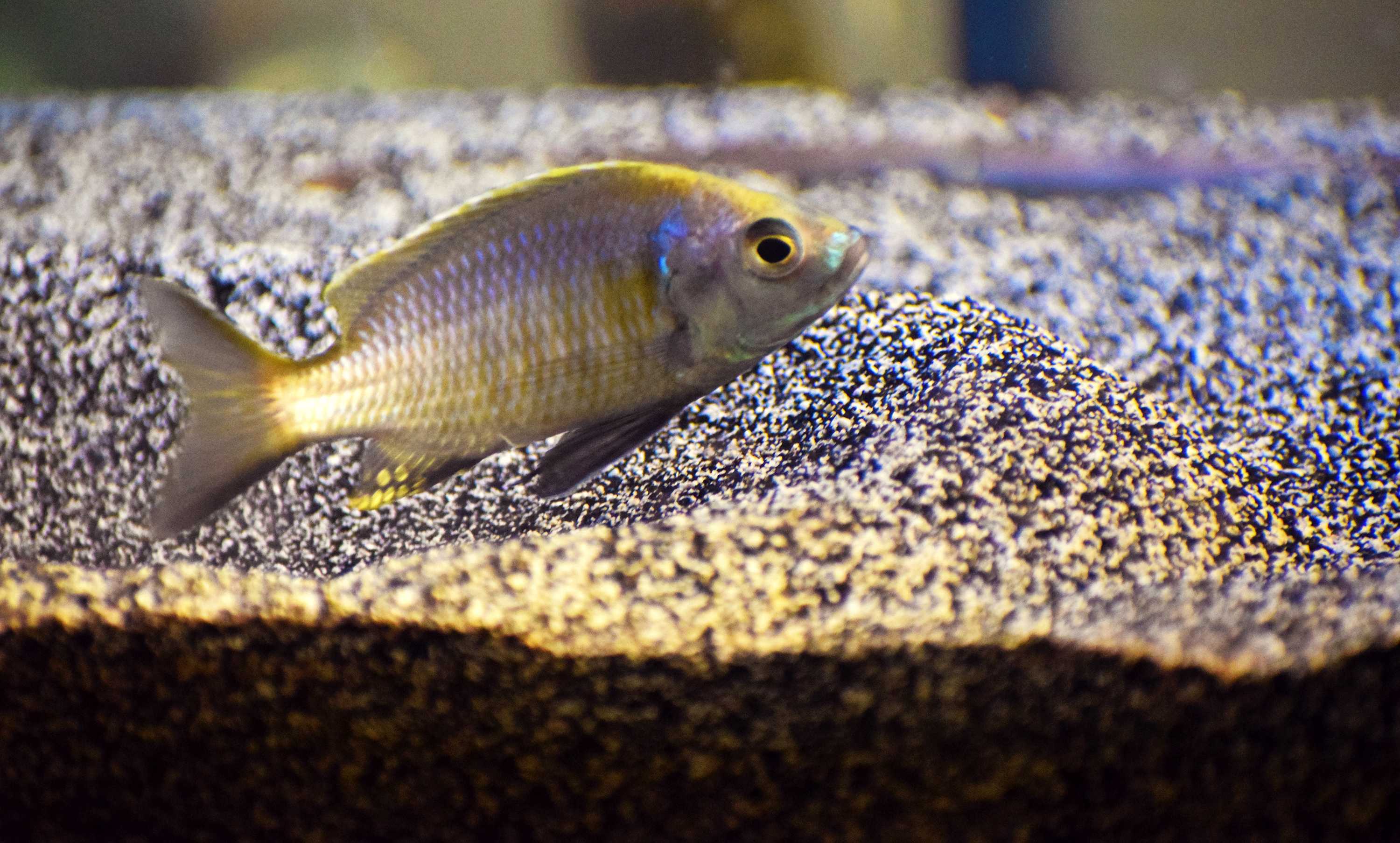 A special breed of cichlid fish has allowed researchers to match up gene activation with behavior. The up and down-regulation of genes may actually be steering ritual mating behaviors. The research is potentially useful in understanding autism since some genes involved in the fish behavior have human genetic cousins implicated in autism spectrum disorder. Credit: Georgia Tech / Rob Felt
