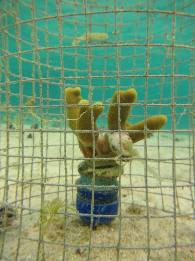 Porites cylindrica corals were caged to exclude other predators and a Coralliophila snail was attached to feed for 24 days. Although snail feeding is very localized, the negative effects of predation are evident at nearby locations on the coral. (Credit: Cody Clements, Georgia Tech)