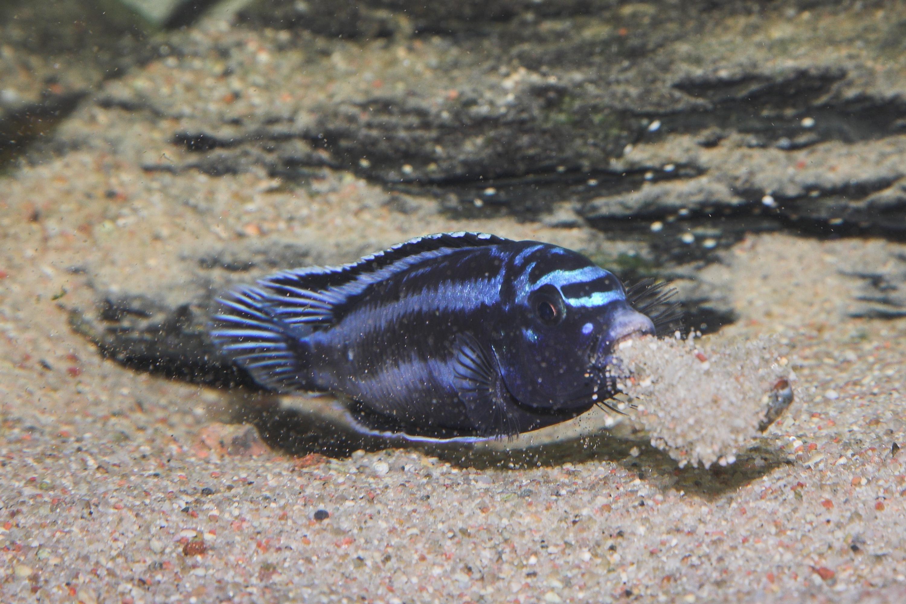 This male cichlid, a species not involved in Todd Streelman's studies, scoops and spits sand to build structures called bowers that attract a female mate. Credit: Cezary Porycki / CC BY 3.0, https://commons.wikimedia.org/w/index.php?curid=8897258 This male cichlid, a species not involved in Todd Streelman's studies, scoops and spits sand to build structures called bowers that attract a female mate. Credit: Cezary Porycki / CC BY 3.0, https://commons.wikimedia.org/w/index.php?curid=8897258