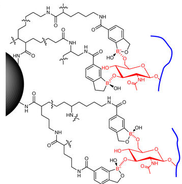 Sorry, faint cancer cues made of glycoproteins, but you'll have a very hard time dodging the chemical octopus with it benzoboroxole grabbers that bind to the sugary parts (glycans) of glycoproteins not once, but twice. Sorry, faint cancer cues made of glycoproteins, but you'll have a very hard time dodging the chemical octopus with it benzoboroxole grabbers that bind to the sugary parts (glycans) of glycoproteins not once, but twice.
