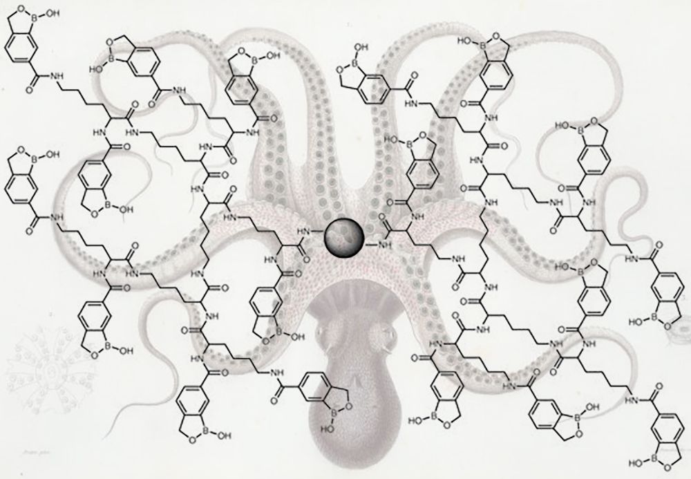 Sorry, faint cancer cues made of glycoproteins, but you'll have a very hard time dodging the chemical octopus. The parts shaped like a hexagon-pentagon combo are benzoboroxoles, which make great glycoprotein grabbers, and they're stitched together to form highly flexible arms with a long reach. In the middle is a magnetic bead that researchers use as a handle to extract the octopus along with the glycoproteins it nabs. Credit: Georgia Tech / Wu / Xiao & NYPL Digital Commons / PS Ben Brumfield / press ha Sorry, faint cancer cues made of glycoproteins, but you'll have a very hard time dodging the chemical octopus. The parts shaped like a hexagon-pentagon combo are benzoboroxoles, which make great glycoprotein grabbers, and they're stitched together to form highly flexible arms with a long reach. In the middle is a magnetic bead that researchers use as a handle to extract the octopus along with the glycoproteins it nabs. Credit: Georgia Tech / Wu / Xiao & NYPL Digital Commons / PS Ben Brumfield / press ha
