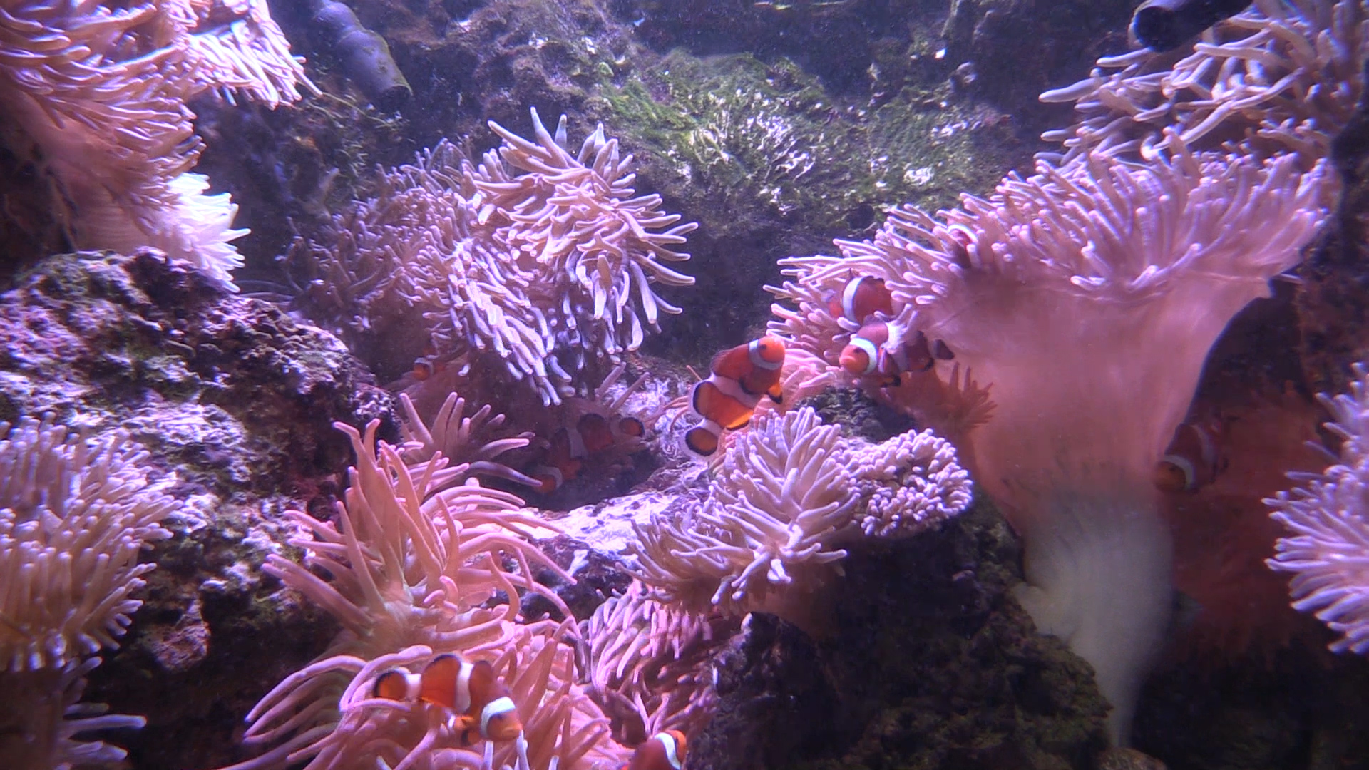 Clownfish wriggle through anemones in a tank at Georgia Aquarium. Anemones usually sting, kill and eat fish, but not clownfish. Georgia Tech researchers found that the microbial colonies in the slime covering clownfish shifted markedly when the nested in an anemone. Could the microbes be putting out chemical messengers that pacify the fish killer? Credit: Georgia Tech / Ben Brumfield Clownfish wriggle through anemones in a tank at Georgia Aquarium. Anemones usually sting, kill and eat fish, but not clownfish. Georgia Tech researchers found that the microbial colonies in the slime covering clownfish shifted markedly when the nested in an anemone. Could the microbes be putting out chemical messengers that pacify the fish killer? Credit: Georgia Tech / Ben Brumfield