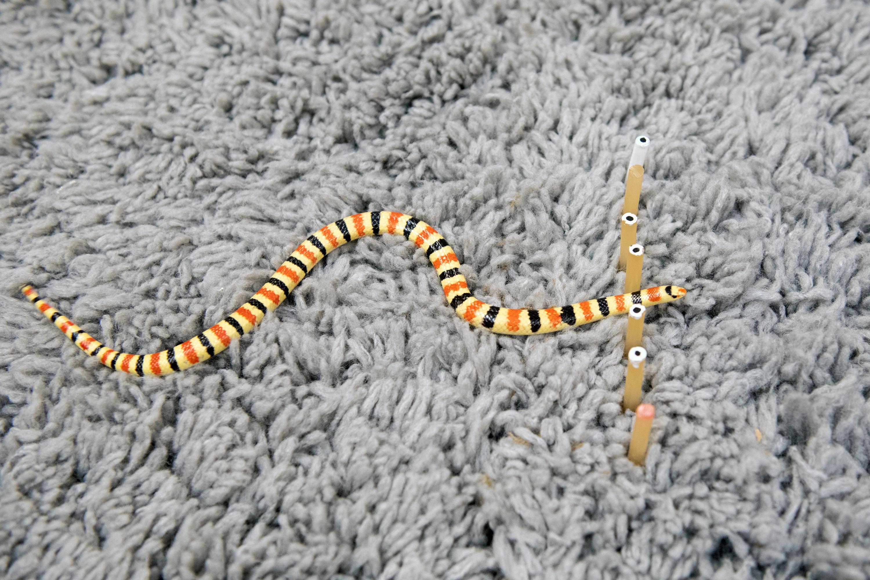 A Western Shovel-nosed snake moves through a force-sensitive set of rubber pegs. The pegs altered the direction of the snakes’ travel, but didn’t vary the waveform they used to move. (Photo: Allison Carter, Georgia Tech)