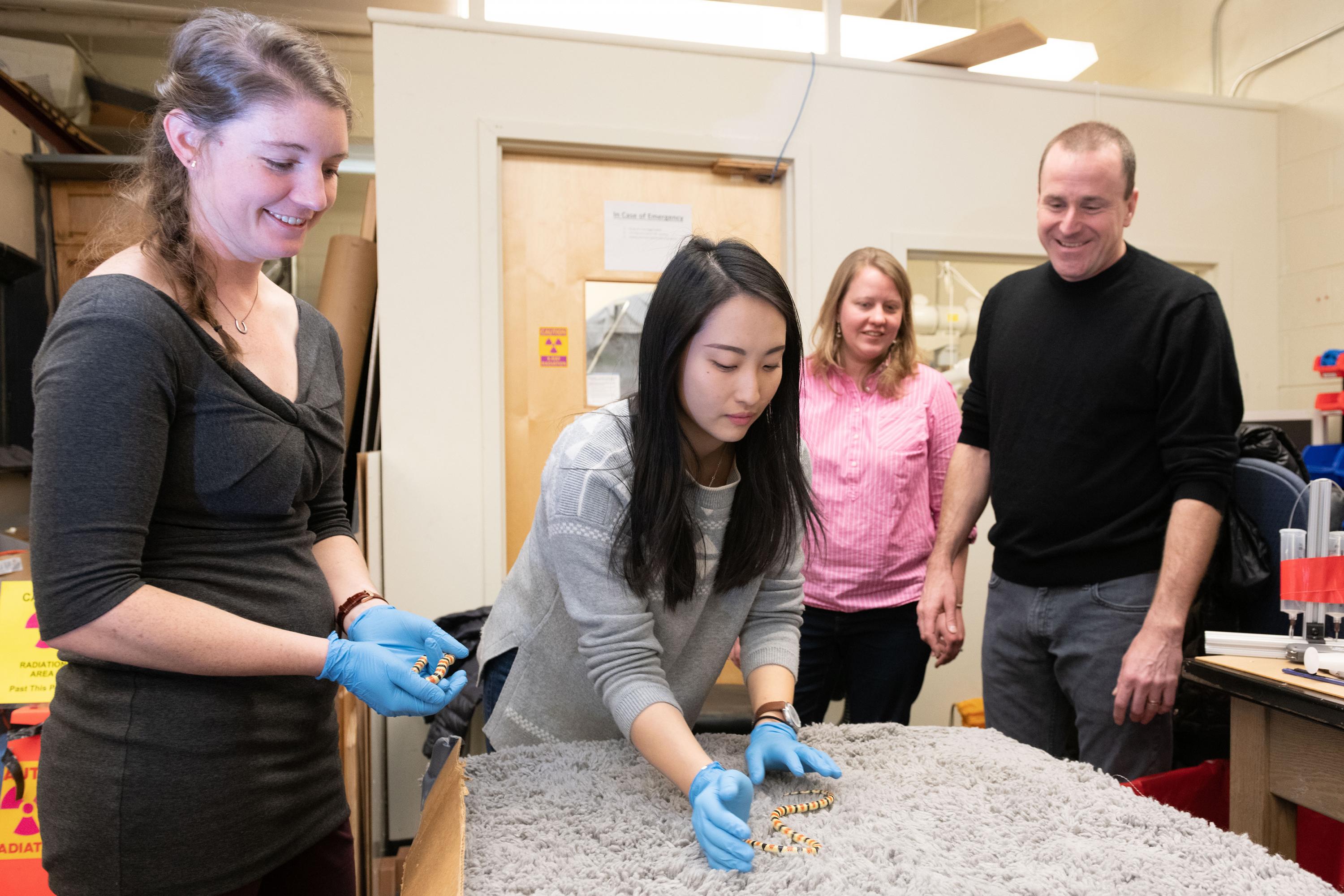 Researchers (l-r) Perrin Schiebel, Lillian Chen, Jennifer Rieser and Dan Goldman are shown with a snake moving through an experimental arena. (Photo: Allison Carter, Georgia Tech) Researchers (l-r) Perrin Schiebel, Lillian Chen, Jennifer Rieser and Dan Goldman are shown with a snake moving through an experimental arena. (Photo: Allison Carter, Georgia Tech)