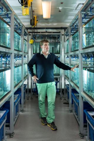 Professor Todd Streelman stands between fish tanks containing cichlids that are involved in research to explore the connection between genes and behavior and how behavior and genes evolve together. Streelman chairs Georgia Tech's School of Biological Sciences. Credit: Georgia Tech / Todd Streelman