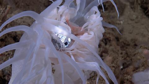 An anemone has stung and killed a fish and is eating it. This is what anemones usually do, but they make a glowing exception for clownfish, who live happily among their venomous tentacles. Credit: NOAA Okeanos Explorer Program, Gulf of Mexico 2012 Expedition