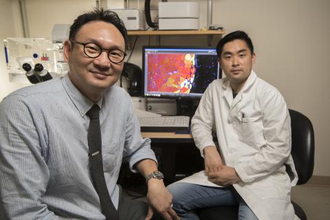 Principal investigator Young Jang, left, with first author Woojin Han in Jang's lab at Georgia Tech. On screen, a muscle tissue sample showing the success of their experiment. Credit: Georgia Tech / Christopher Moore