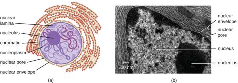 The nucleolus, at the center of the cell's nucleus, is the most prominent organelle without a membrane. It was once thought that it disappeared during cell division then reappeared. Since it exists in solution, in reality, it gets shaken up into pieces that come back together as one piece again. Credit: CNX OpenStax / Download for free at http://cnx.org/contents/e42bd376-624b-4c0f-972f-e0c57998e765@4.4 / commons license