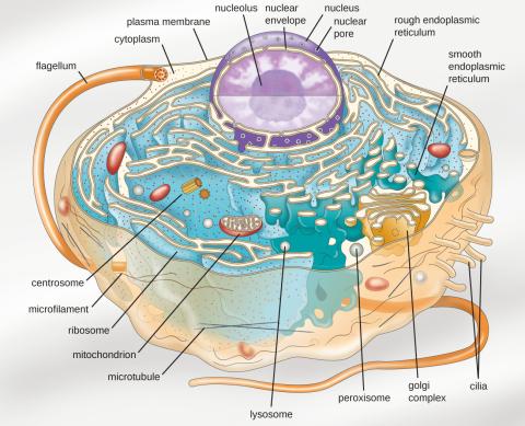 Inside the nucleus, seen here as a purple sphere, is a smaller purple sphere, the nucleolus, which is the most prominent membraneless organelle in our cells. Credit: CNX OpenStax / Download for free at http://cnx.org/contents/e42bd376-624b-4c0f-972f-e0c57998e765@4.4 / commons license