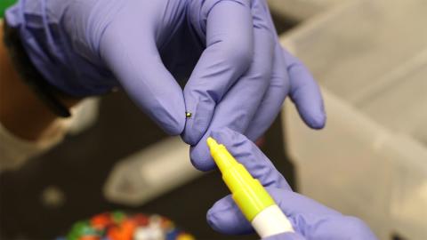 Georgia Tech researchers used special markers to color code as many as 30 ants at time. The goal was to identify individual ants so their contributions to tunnel digging could be measured. (Georgia Tech photo)