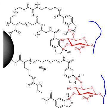 Sorry, faint cancer cues made of glycoproteins, but you'll have a very hard time dodging the chemical octopus with it benzoboroxole grabbers that bind to the sugary parts (glycans) of glycoproteins not once, but twice.