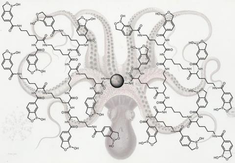 Sorry, faint cancer cues made of glycoproteins, but you'll have a very hard time dodging the chemical octopus. The parts shaped like a hexagon-pentagon combo are benzoboroxoles, which make great glycoprotein grabbers, and they're stitched together to form highly flexible arms with a long reach. In the middle is a magnetic bead that researchers use as a handle to extract the octopus along with the glycoproteins it nabs. Credit: Georgia Tech / Wu / Xiao & NYPL Digital Commons / PS Ben Brumfield / press ha
