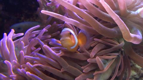 A clownfish peers out of an anemone in a tank at Georgia Aquarium. Anemones usually sting, kill and eat fish, but not clownfish. Georgia Tech researchers found that the microbial colonies in the slime covering clownfish shifted markedly when the nested in an anemone. Could the microbes be putting out chemical messengers that pacify the fish killer? Credit: Georgia Tech / Ben Brumfield