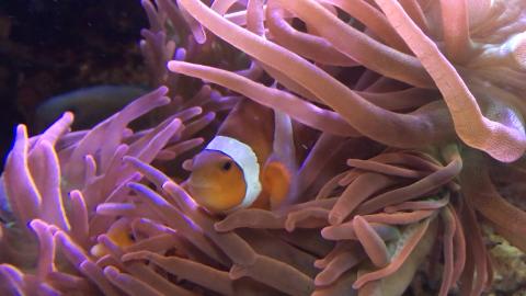A clownfish peers out from an anemone in a fish tank at Georgia Aquarium. Anemones usually sting, kill and eat fish, but not clownfish. Georgia Tech researchers found that the microbial colonies in the slime covering clownfish shifted markedly when the nested in an anemone. Could the microbes be putting out chemical messengers that pacify the fish killer? Credit: Georgia Tech / Ben Brumfield