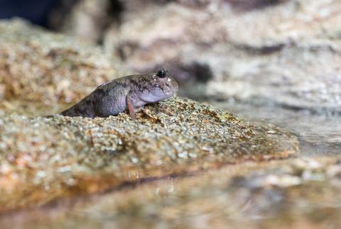 Researchers studied the motion of mudskippers to understand how early terrestrial animals might have moved about on mud and sand, including sandy slopes. This animal was photographed at the Georgia Aquarium in Atlanta. (Credit: Rob Felt, Georgia Tech)