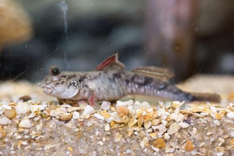 Researchers studied the motion of mudskippers to understand how early terrestrial animals might have moved about on mud and sand. This animal was photographed at the Georgia Aquarium in Atlanta.  (Credit: Rob Felt, Georgia Tech)