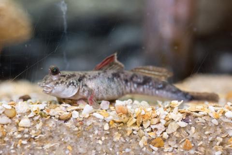 Researchers studied the motion of mudskippers to understand how early terrestrial animals might have moved about on mud and sand. This animal was photographed at the Georgia Aquarium in Atlanta. (Credit: Rob Felt, Georgia Tech)