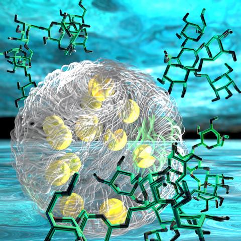 An illustration of part of a synthetic organelle without a membrane. Here we see two layers that phase separate like oil and water, but both layers are water. There is no oil. Each layer contains a different solute that gives it its own chemical thermodynamics, keeping it separate from the other one. Chemical reactions cascade from one layer to the next in a chain reaction. The molecules illustrated on the outside are sugars called dextran, a solute. The gray middle layer contains an enzyme, depicted as s