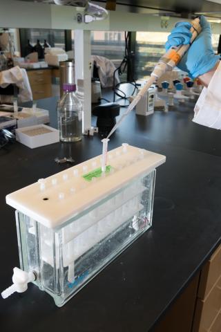 Samples prepared in Professor Ronghu Wu's chemistry lab in the Engineered Bioscience Building at Georgia Tech. Credit: Georgia Tech / Allison Carter
