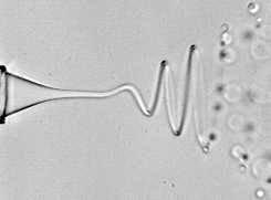 Image shows a jet exhibiting a steady-state helical whipping as it emerges from a needle in a microfluidic device. By controlling the viscosity and speed of the liquid surrounding the jet, researchers are able to control chaotic whipping to create this steady state. (Credit: Josefa Guerrero)