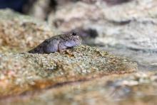 Researchers studied the motion of mudskippers to understand how early terrestrial animals might have moved about on mud and sand, including sandy slopes. This animal was photographed at the Georgia Aquarium in Atlanta. (Credit: Rob Felt, Georgia Tech)